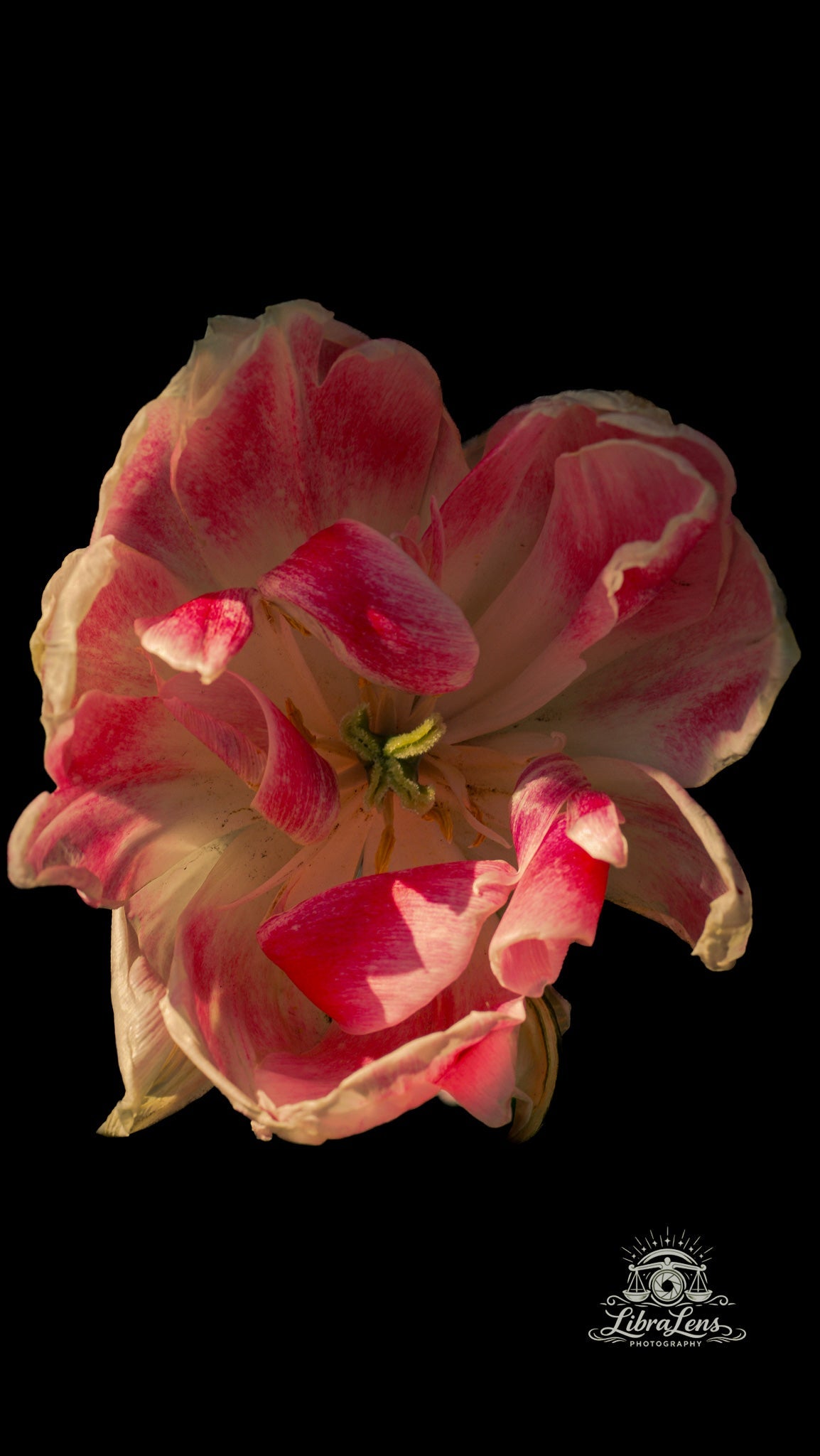 Garden Variety