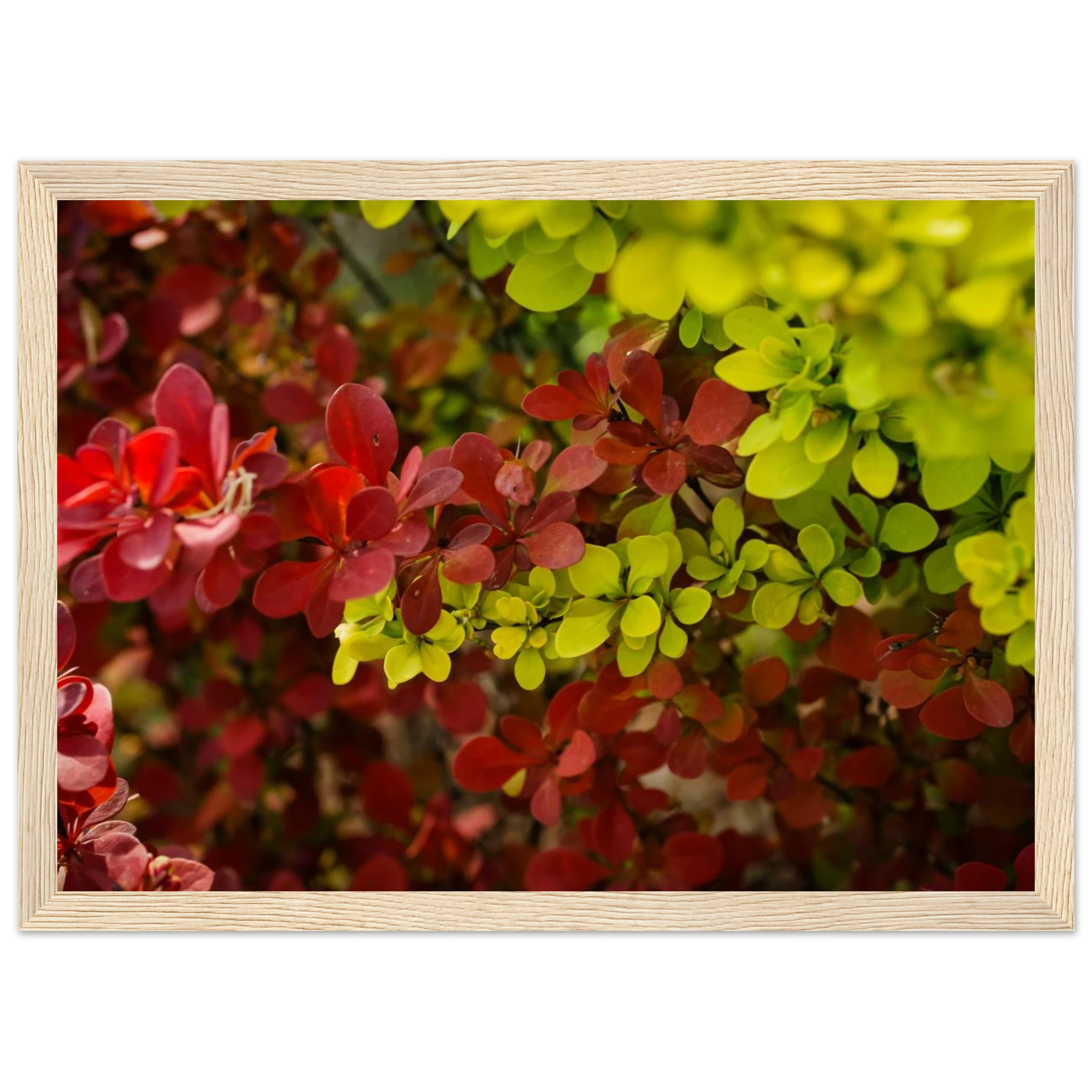 b490667a-f5e4-485b-bca9-0842e864d509
